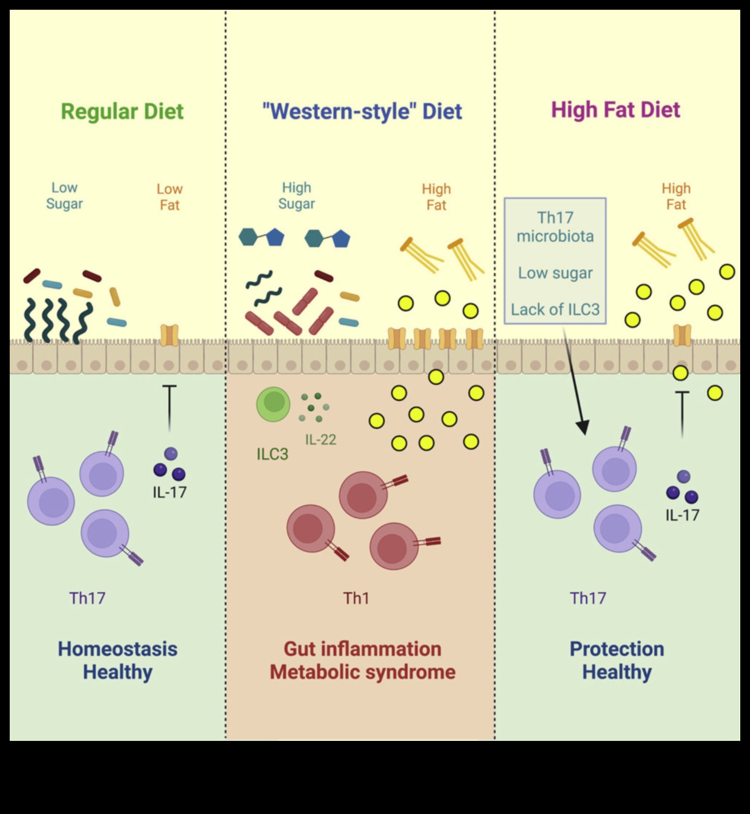 تأثير صحة الأمعاء على نجاح النظام الغذائي قليل الدهون