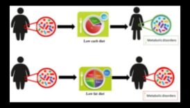 تأثير صحة الأمعاء على نجاح النظام الغذائي قليل الدهون