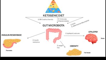 الأنظمة الغذائية منخفضة الكربوهيدرات وميكروبيوم الأمعاء: علاقة تكافلية